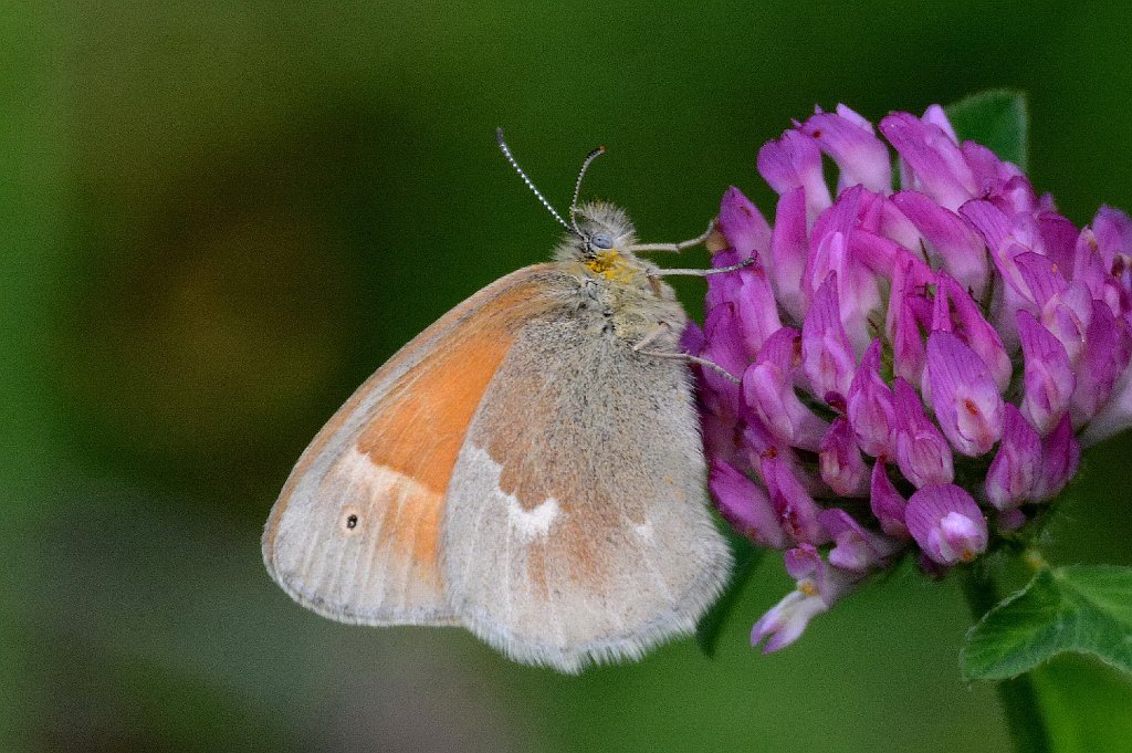 050 2015-08284827b Williamstown, MA.JPG - Common Ringlet Butterfly (Coenonympha tullia). The Sterling and Francine Clark Art Institute, Williamstown, MA, 8-28-2015